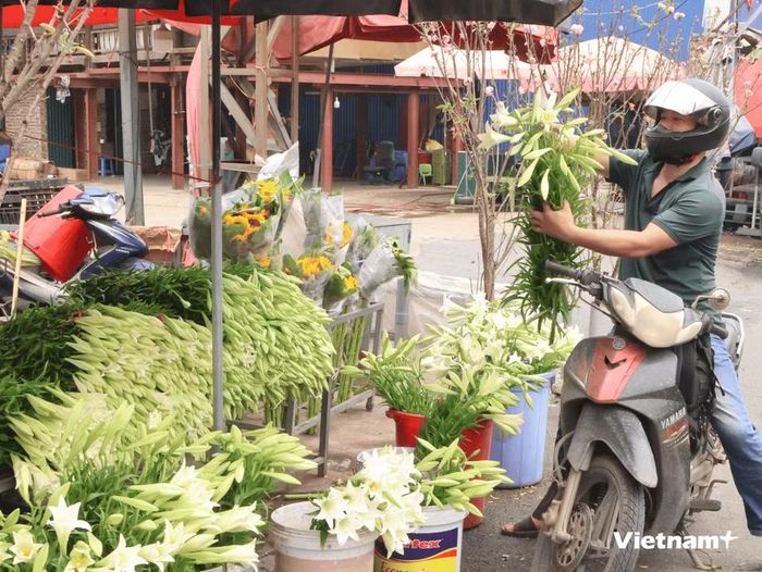  Nhiều người dân lựa chọn và tranh thủ mua hoa loa kèn đầu mùa vụ. (Ảnh: Minh Phương/Vietnam+)