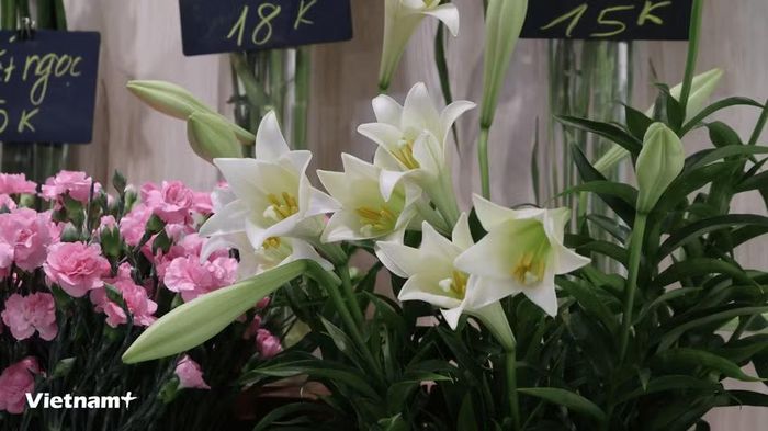 Các tiểu thương cũng cho biết sản lượng hoa nhập để bán năm nay ít hơn so với năm ngoái, nguồn cung từ nhà vườn vẫn được duy trì đều đặn, không bị ảnh hưởng bởi mưa bão. (Ảnh: Minh Phương/Vietnam+)