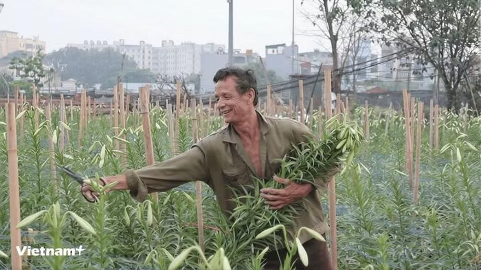Chủ vườn cho biết tại vườn có khoảng gần 10.000 cây hoa loa kèn, đầu vụ gặp mưa bão khiến một số diện tích hoa bị đổ, tuy nhiên thiệt hại không lớn. (Ảnh: Minh Phương/Vietnam+)