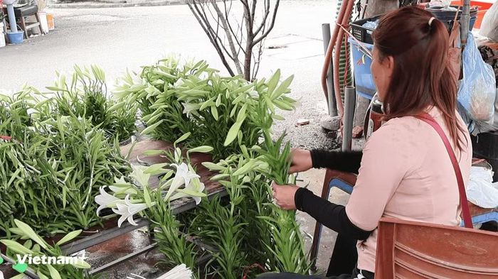 Chủ tiệm hoa chia sẻ, hoa loa kèn đầu tháng tư thường được các bạn trẻ yêu thích và đặt làm hoa bó trong dịp lễ tốt nghiệp hoặc tặng người thân. (Ảnh: Minh Phương/Vietnam+)