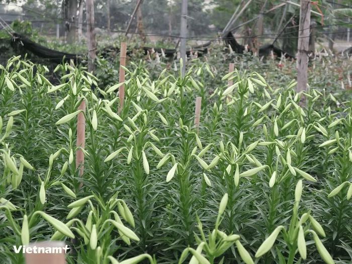 Hoa loa kèn được chăm sóc, cắm cọc và chia lưới riêng để đảm bảo chất lượng khi thu hoạch. (Ảnh: Minh Phương/Vietnam+)