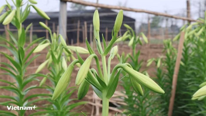Giá hoa loa kèn mua tại vườn dao động khoảng 2.000-3.000 đồng/bông, tùy cành đơn hoặc kép. (Ảnh: Minh Phương/Vietnam+)