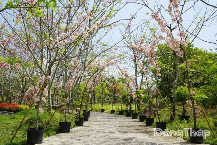Để đa dạng sản phẩm, nhà vườn còn thử nghiệm trồng muồng hoa đào trong chậu, tạo thành những đường hoa đẹp mắt phục vụ du khách.