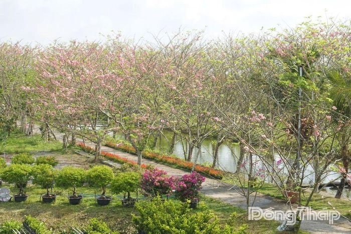 Vẻ đẹp thơ mộng của hàng trăm cây muồng hoa đào đang độ nở rộ, tạo nên một điểm nhấn khác biệt giữa lòng làng hoa Sa Đéc.