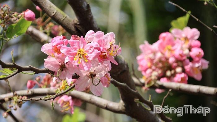Cận cảnh những chùm hoa muồng đào rực rỡ.