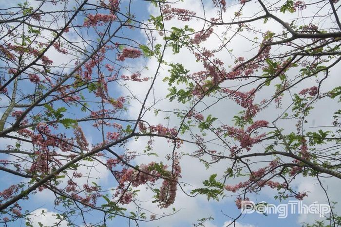 Sắc hồng xen lẫn sắc trắng tinh khôi của hoa muồng đào vươn mình giữa bầu trời xanh trong vắt của những ngày tháng Tư.