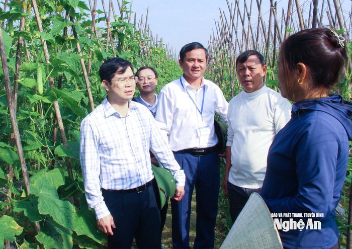 Lãnh đạo xã Đại Đồng kiểm tra việc triển khai thực hiện nghị quyết của chi bộ về sản xuất rau màu hàng hóa. Ảnh: Mai Hoa