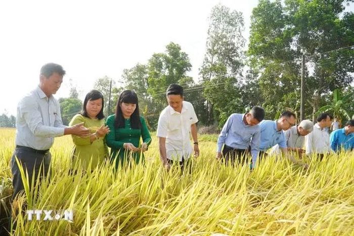 Kết quả thực tế cho thấy, năng suất lúa trong mô hình tăng thêm 0,89 tấn/ha so với canh tác truyền thống. Sau khi trừ chi phí đầu vào như phân bón, nhân công và bơm tưới, lợi nhuận của nông dân cao hơn 5,5 triệu đồng/ha. (Ảnh: Thu Hiền/TTXVN)