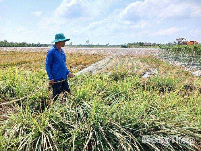 Ông Liêm tưới vườn sả của gia đình.