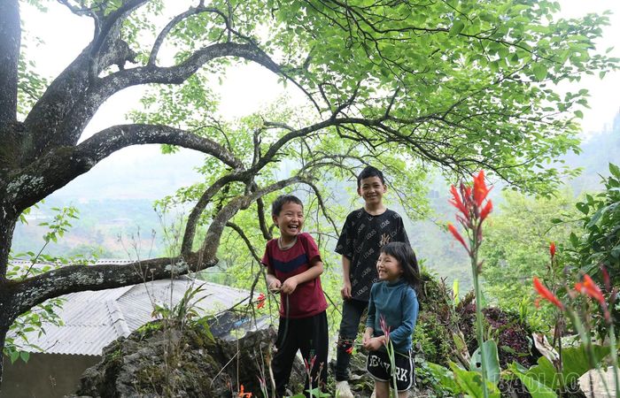 Khí hậu mát mẻ quanh năm của cao nguyên trắng Bắc Hà phù hợp để trồng các loại cây ăn quả ôn đới, trong đó có cây lê xanh.