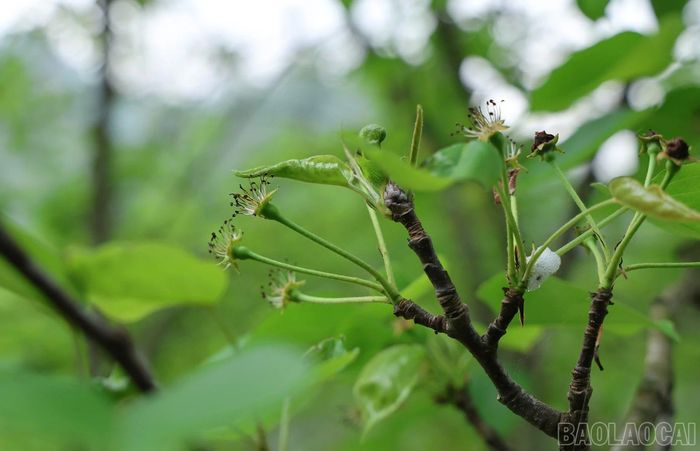 Theo người dân địa phương, cây lê xanh ở đây có những đặc điểm nổi bật so với các loại lê khác là ra hoa muộn hơn khoảng một tháng so với các giống lê khác.