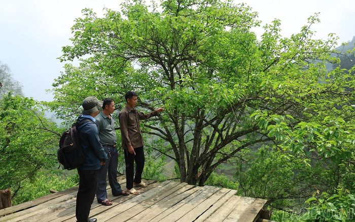 Những năm gần đây, những cây lê xanh cổ thụ ở thôn Lao Chải Phà Hai Tủng, xã Lùng Phình trở thành điểm du lịch thu hút nhiều du khách.