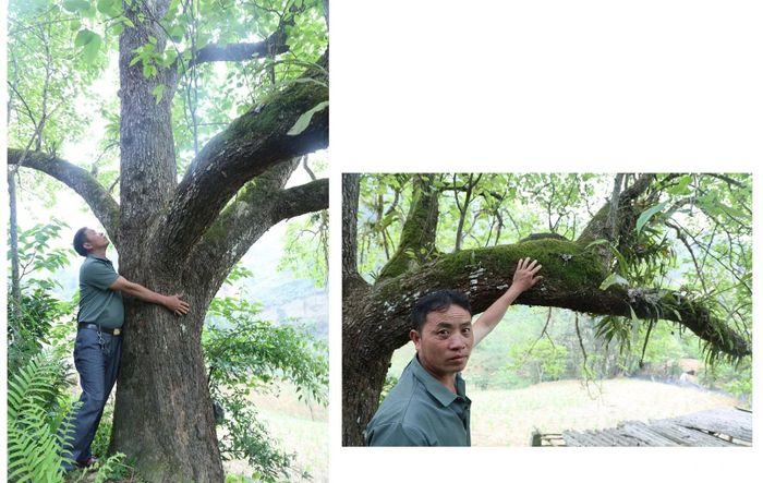 Những cây lê có tuổi đời khoảng từ 40 - 100 năm, phân bố rải rác ở các thôn.