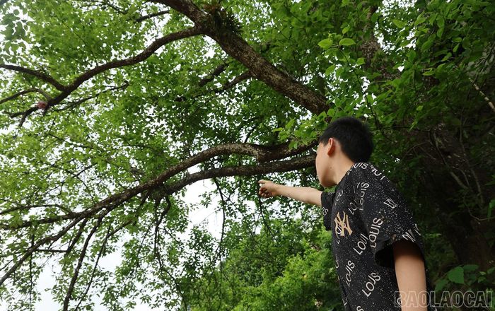 Việc bà con vùng cao Bắc Hà bảo vệ và phát triển giống cây lê xanh bản địa không chỉ mang lại giá trị kinh tế mà còn là cách để lưu giữ bản sắc văn hóa địa phương.