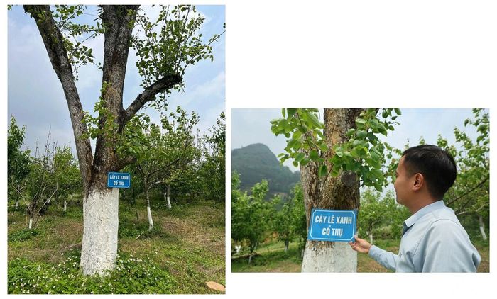 Để đồng hành với người dân giữ gìn và bảo tồn nguồn gen giống lê xanh đặc biệt này, Trung tâm Giống nông nghiệp Lào Cai đã di thực một cá thể cây lê xanh cổ thụ về Trại Nghiên cứu và sản xuất rau quả Bắc Hà. Đây sẽ là cơ sở để nghiên cứu, nhân giống các loại cây trồng đặc hữu, có giá trị kinh tế để phát triển thành vùng sản xuất nông nghiệp hàng hóa, tăng thu nhập cho người dân.
