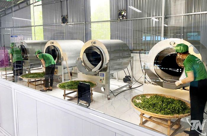 Tiềm năng xuất khẩu chè Thái Nguyên là khá lớn, với các thị trường trọng điểm như Trung Quốc, Nhật Bản, Đài Loan, châu Âu, Mỹ...