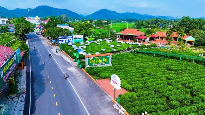 Vườn chè kết hợp du lịch nông nghiệp của Hợp tác xã Chè Hảo Đạt, xã Tân Cương.
