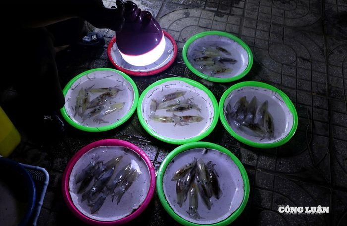 Mỗi mớ chừng 6 đến 9 con mực với giá trên dưới 200 nghìn đồng. Ảnh: Kim Long