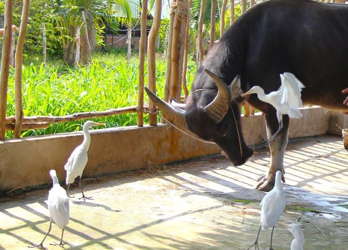Tại Cồn Sơn, trâu và cò được ví như "đại sứ du lịch" hiền lành, đưa du khách trở về với ký ức tuổi thơ thuần khiết. Ảnh: Nguyễn Hằng - TTXVN