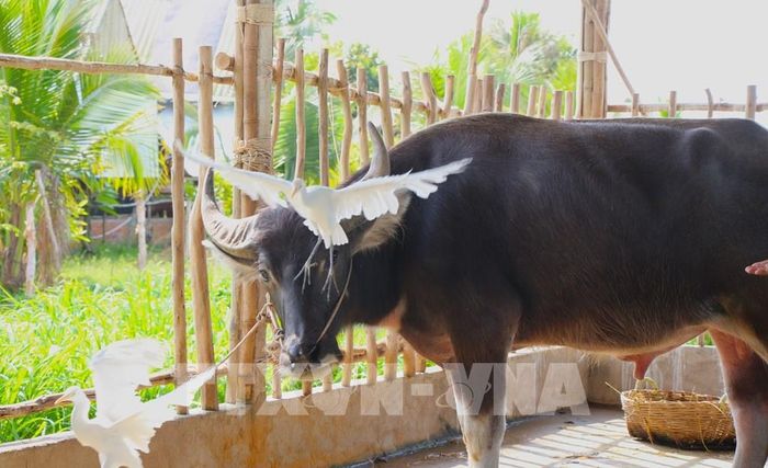 Câu chuyện "Con trâu, cánh cò" tại Cồn Sơn trở thành một lát cắt sinh động về tâm hồn và cách làm du lịch xanh của người dân. Ảnh: Nguyễn Hằng – TTXVN