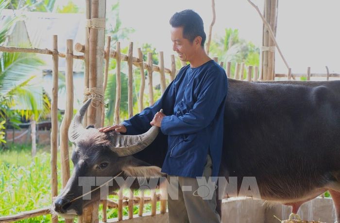 Anh Lê Văn Càng chăm sóc trâu phát triển du lịch. Ảnh: Nguyễn Hằng – TTXVN