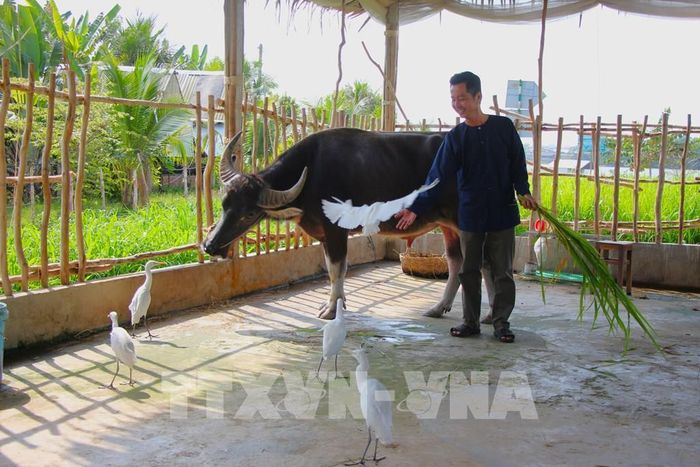 Với mồi nhử trên tay, ông Lê Văn Càng hiệu lệnh để “gọi cò” vào căn chòi. Ảnh: Nguyễn Hằng - TTXVN