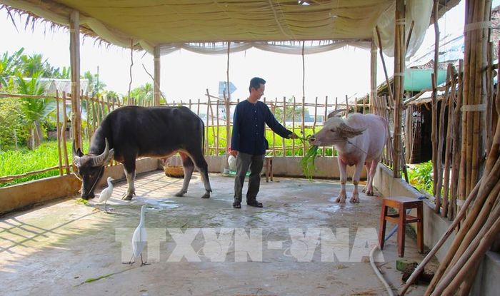 "Con trâu, cánh cò" tại Cồn Sơn (Cần Thơ) là lát cắt sinh động về tâm hồn và cách làm du lịch xanh của người dân. Ảnh: Nguyễn Hằng – TTXVN