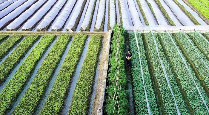 Mô hình trồng rau chất lượng cao tại vùng đất bãi, ven sông của xã Phúc Thịnh.