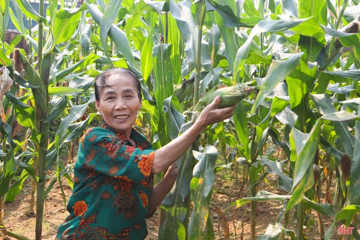 Bà Nguyễn Thị Tuyến (thôn Đông Sơn, xã Kỳ Xuân) bên vườn ngô xanh tốt được canh tác hoàn toàn bằng phân vi sinh ủ từ rác hữu cơ của gia đình.