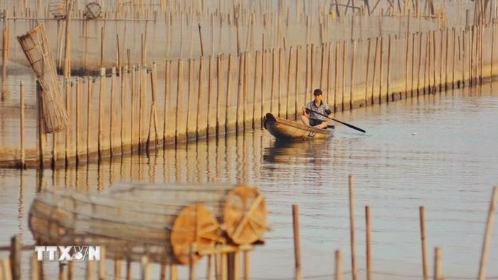 Vẻ đẹp huyền ảo của phá Tam Giang lúc bình minh. (Ảnh: Văn Dũng/TTXVN)