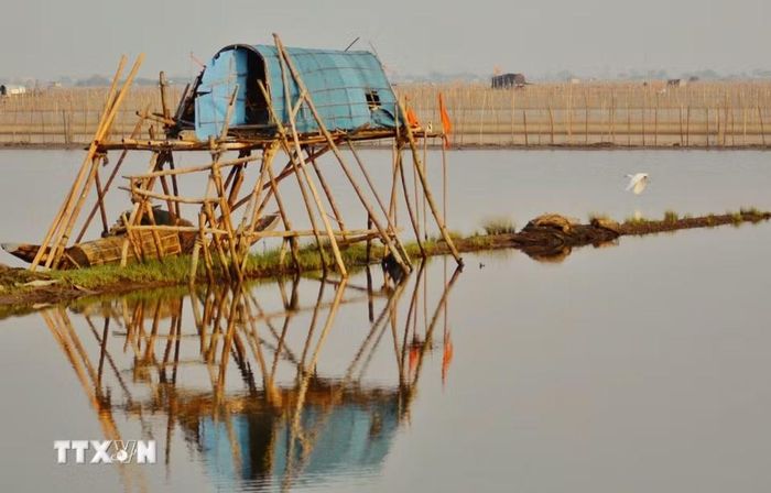 Hiện là thời điểm đẹp nhất trong năm để ngắm bình minh trên phá Tam Giang. (Ảnh: Văn Dũng/TTXVN)