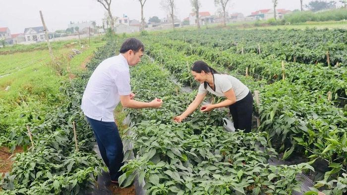 Vụ xuân 2026, cây ớt ngọt Jalapeno được trồng tại các thôn Nga Trung 4 và Long Khang theo hướng liên kết sản xuất, bao tiêu sản phẩm.Tổng diện tích khoảng 3 ha.