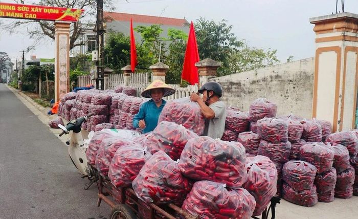 Hiện đang vào thời kỳ thu hoạch cao điểm của cây ớt Jalapeno. Người dân địa phương khấp khởi vui mừng với những gánh ớt nặng trĩu - thành quả ngọt ngào sau nhiều tháng ngày nhọc nhằn vun xới.