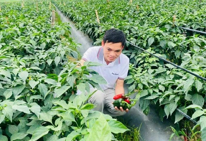 Nhờ hợp với đồng đất Nga Sơn nên cây phát triển khỏe, mỗi cây có thể đạt từ 50 - 80 quả, trọng lượng từ 20 - 45g/quả. Năng suất trung bình đạt 45 - 60 tấn/ha và có thể đạt tới 70 tấn nếu thâm canh trong điều kiện tốt.