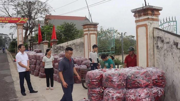 Sự xuất hiện của doanh nghiệp thu mua sản phẩm tại chỗ đã giải quyết bài toán “được mùa mất giá”, giúp bà con yên tâm sản xuất theo chuỗi liên kết.