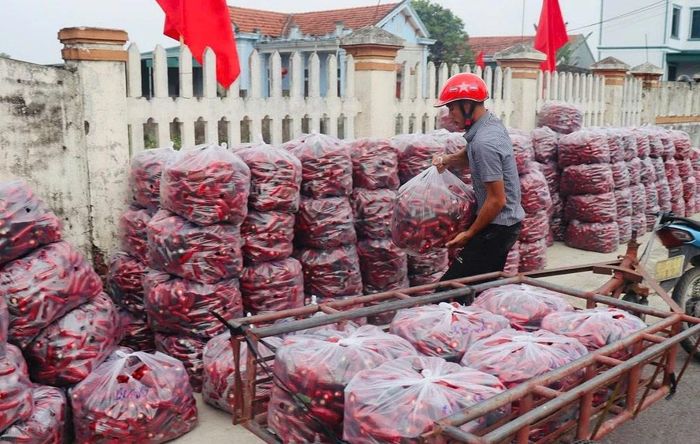 Thành công bước đầu của mô hình liên kết sản xuất, tiêu thụ sản phẩm ớt Jalapeno đã mở ra hướng phát triển mới hiệu quả, bền vững cho sản xuất nông nghiệp của địa phương.