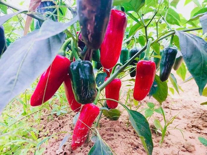 Nhờ áp dụng đúng kỹ thuật thâm canh và hệ thống tưới tiết kiệm, cây ớt Jalapeno thích nghi tốt với thổ nhưỡng vùng ven biển Nga Sơn nên cho năng suất vượt trội.