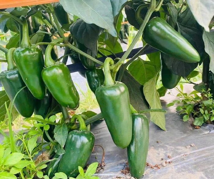 Jalapeno là giống ớt cao sản, có ưu điểm trái cứng, vị cay nồng đặc trưng và màu sắc bắt mắt, rất được các thị trường quốc tế như Hàn Quốc, Trung Quốc ưa chuộng.