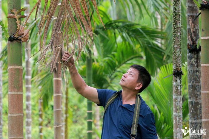 Ông Dũng đang chăm sóc cho vườn cau của mình. Ảnh: Lê Dương