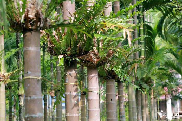 Những bội cây Cốt toái bổ được ông Dũng nhân và trồng trên thân cây cau. Ảnh: Lê Dương
