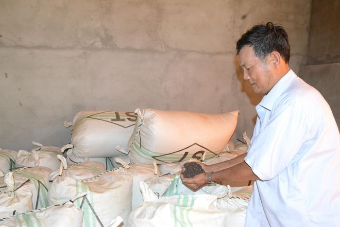 Ông Phạm Ngọc, thôn 6, xã Nhân Cơ, có hơn 1 ha hồ tiêu đã áp dụng các quy trình canh tác hữu cơ từ nhiều năm nay