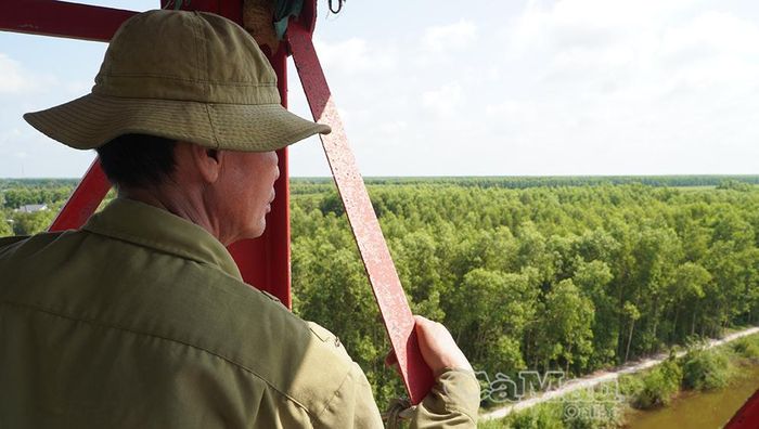 Các hộ dân trên lâm phần Công ty TNHH MTV Lâm nghiệp U Minh Hạ luôn cử lực lượng túc trực trên chòi canh để giữ rừng trong mùa khô.