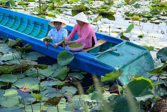 Thu hoạch hạt sen trên ao. Từ đất lúa quen thuộc, mô hình sinh thái của bà Trần Ngọc Diệp đang tạo nên giá trị kép, mở hướng đi mới cho kinh tế nông thôn.