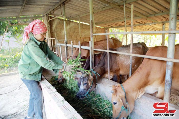 Nông dân xã Đoàn Kết nuôi bò nhốt chuồng.