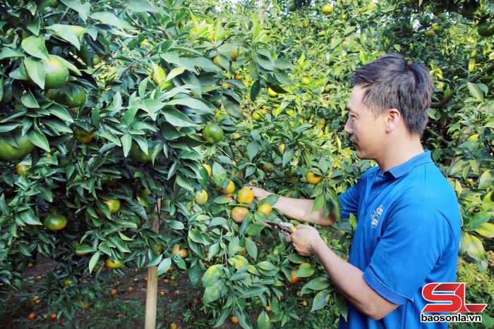 Nông dân xã Đoàn Kết chăm sóc cây ăn quả.