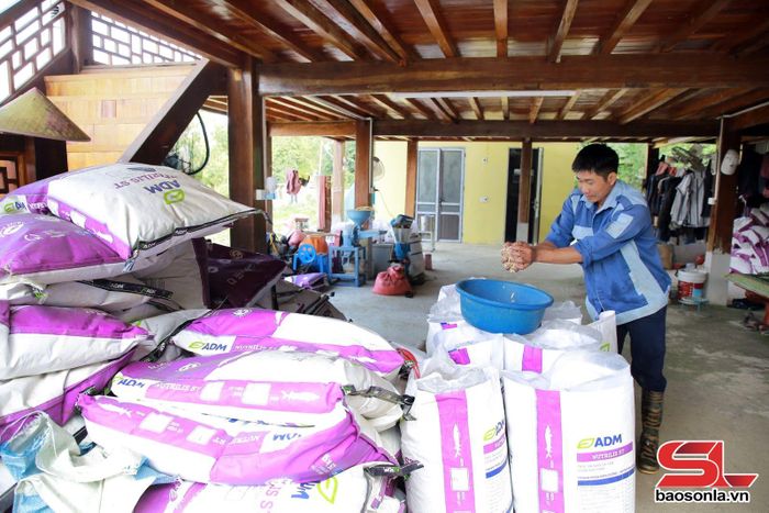 Anh Vì Văn Đặm, bản Nong Cụt, xã Đoàn Kết chuẩn bị thức ăn cho cá tầm.