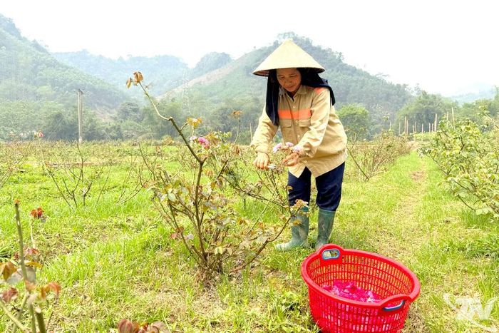 Thành viên HTX trà Hạnh Phúc thu hoạch bông hoa hồng để sản xuất trà.