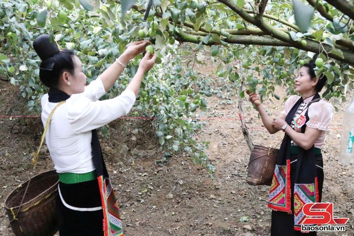 Vườn táo đại của HTX Nông nghiệp Ương Tiếng, xã Mường Bú.