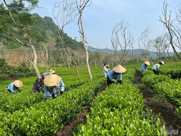 Tỉnh Điện Biên đang đẩy mạnh phát triển nông nghiệp xanh, hữu cơ, góp phần nâng cao thu nhập và thích ứng biến đổi khí hậu. Trong ảnh: Công nhân Công ty TNHH Trà Phan Nhất thu hoạch chè được canh tác theo tiêu chuẩn nông nghiệp hữu cơ. Ảnh: Phạm Trung