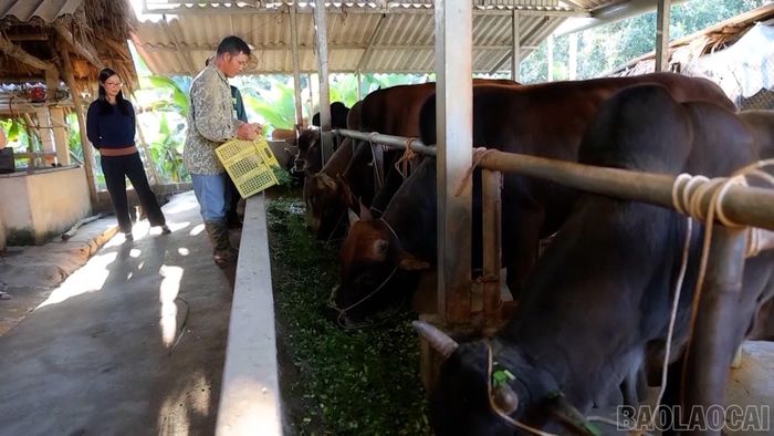 Đàn đại gia súc của gia đình anh Ca luôn phát triển ổn định.